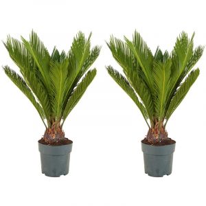 2x WL Cycas P17H65