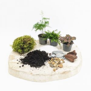 Kit recharge pour terrarium 3 plantes fittonia rouge + aspargus + foug&egrave;re