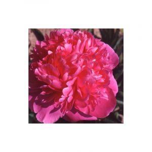 Pivoine herbacée Mariette Vallée/Pot de 2L - 10/20 cm