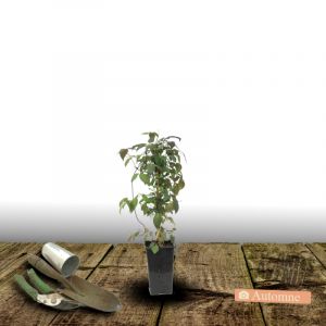 Clématite montana Rubens Superba/Pot de 1,5L - Tuteur bambou 30/60 cm
