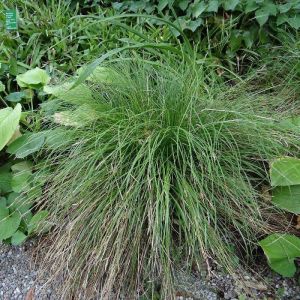 Laîche des ombrages/Godet - 5/20 cm