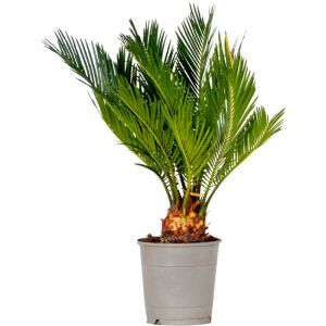 Cycas Revoluta - Palmier de la paix - Palmier - Entretien réduit - âŒ€12 cm - â†•30-40 cm