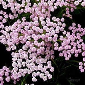 2 Achill&eacute;es Millefeuille 'Lilac Beauty' (Achillea Millefolium) - Vendu par 2 - Lot de 2 godets