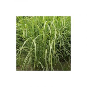 Miscanthus, Roseau de Chine Luc André Lepage/Godet - 5/20 cm