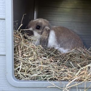 Accessoire pour litière rongeurs fibre de paille Duvoplus