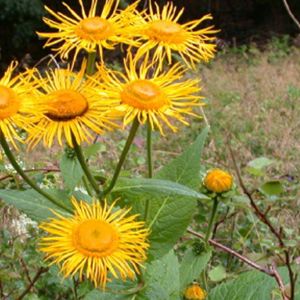 Arborix - 6 x Œil de bœuf - godet 9cm x 9cm