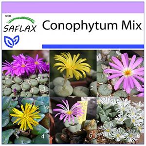 Saflax Des pierres fleurissantes/M&eacute;lange de Conophytum - 40 graines - Conophytum Mix