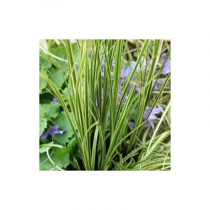 Laîche brunnea Variegata/Godet