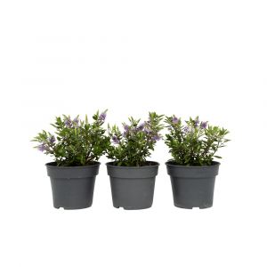 Hebe All Blooms 'Siara' - Blue - Hebe - Lot de 3 - Pot 13cm - Hauteur 30-35cm