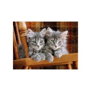 Clementoni Puzzle 2 mignons chatons gris - 500 pieces - set puzzle collection animaux et 1 carte tigre