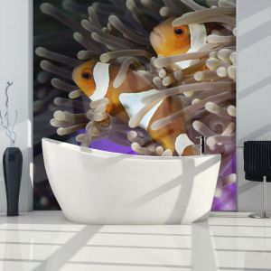 Image de Artgeist Papier peint - Poissons clowns 350x270