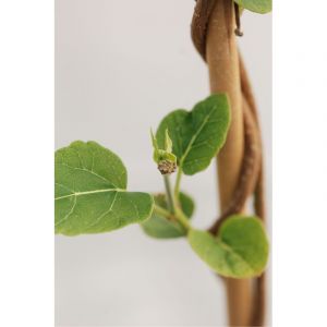 Wattakaka sinensis taille du pot - en pot de 3 litres