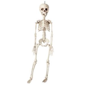 Ptit Clown re13444 - Squelette en plastique (40 cm)