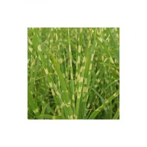 Herbe à éléphant Strictus/Godet