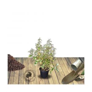 Elaeagnus x ebbingei Limelight/Pot de 3L - 40/60 cm
