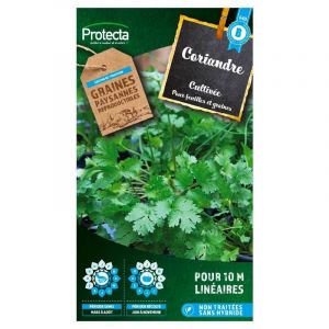 Protecta Coriandre cultiv&eacute;e
