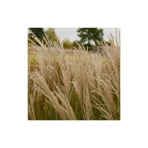 Miscanthus, Roseau de Chine Graziella/Godet - 5/20 cm