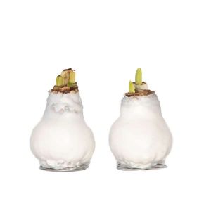 Amaryllis - Hippeastrum 'Wax White' - Bulbe de fleur - Rouge