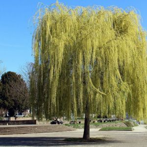 Saule blanc pleureur, Salix/Pot de 15L