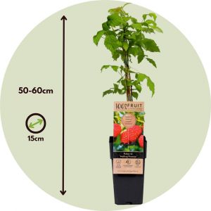 Rubus idaeus 'Malling Promise' - Lot de 4 - Framboise - ⌀15cm - Hauteur 50-60cm