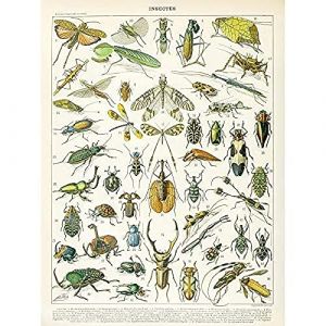 Millot Encyclopedia Page Insects Beetles Unframed Wall Art Print Poster Home Decor Premium Mur Affiche Accueil Déco
