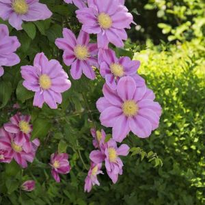 Clématite Pink Beauty/Pot de 1,5L - Tuteur bambou 30/60 cm