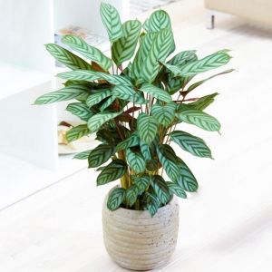 1 x Plante Paon Calathea Compact Star 30 à 40 cm en Pot pour la Maison ou le Bureau