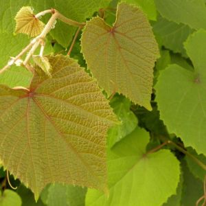 Image de Vigne d'ornement Sunning Dale/Godet - 5/10 cm