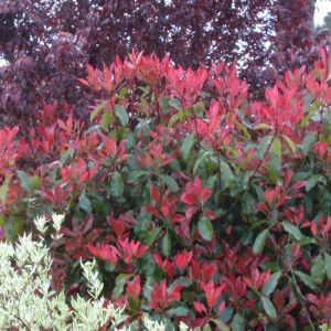 Photinia x fraseri Red Robin | Conditionnement: Pot de 3L 20/40 cm