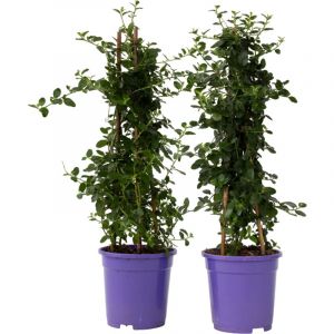 Image de Plant In A Box - Ceanothus thyrsiflorus Repens - Set de 2 - Arbuste - Pot 17cm - Hauteur 60-70cm - Bleu