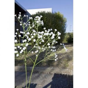 Tige gypsophile 108 fleurs 62cm blanc - hobi ftg2096b