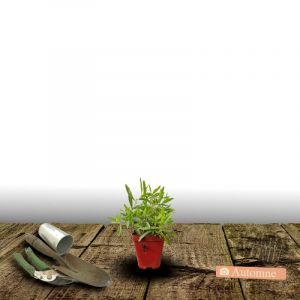 Onagre &agrave; feuillage pourpre Sonnenwende/Godet - 5/20 cm