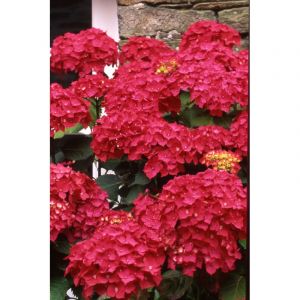 Hortensia 'red baron' taille du pot - en pot de 2 litres