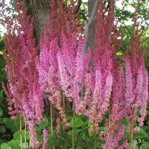 -10% - Arborix - 6 x Astilbe de Chine - godet 9cm x 9cm