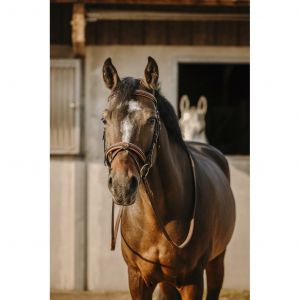 Eric Thomas Bridon équitation anatomique Work