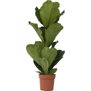 Plant In A Box - Ficus Lyrata - xl Ficus Lyrata plante - Pot 21cm - Hauteur 80-100cm - Vert