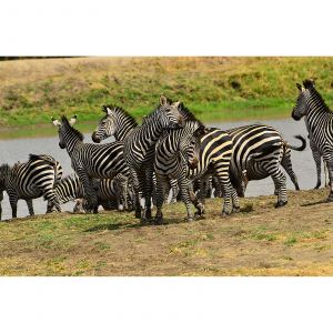 A.S. Creation Papier peint panoramique Tansania DD100619 XXL World Trip - 267 x 400 cm (4 pi&egrave;ces)