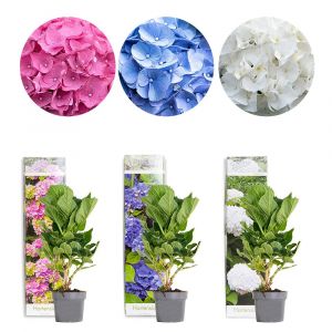 3x Hydrangea macrophylla MIX – Hortensia – Arbuste - Rustique – ?10.5 cm - ?20-25 cm - Various colors