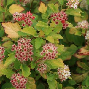 Physocarpe à feuilles d'obier Raspberry Lemonade 'ZLEYel2'/Pot de 1,5L - 20/50 cm