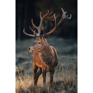 Ceanothe Tableau sur verre cerf sauvage 45x65 cm
