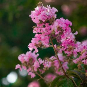 Lilas des Indes Rhapsody in Pink, Lagerstroemia/Pot de 15 L