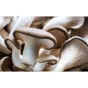 Mycélium de Pleurote Kit de culture champignons (Tube, 50ml)