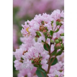 Lilas des indes 'with love ? Babe' taill