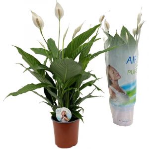 Plant In A Box - Spathiphyllum Lima - Pot 17cm - Hauteur 60-75cm - Blanc