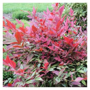 Bambou sacr&eacute; Obsessed 'Seika'/Pot de 3L - 20/40 cm