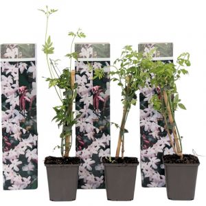 Plant In A Box - Jasminoides Officinale - Set de 3 - Blanc - Jasmin - Pot 9cm - Hauteur 25-40cm - Blanc