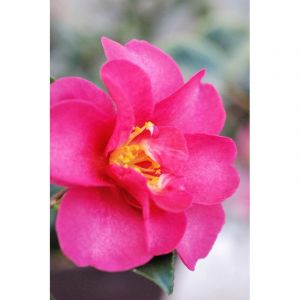 Cam&eacute;lia 'burgundy sparkline' taille du