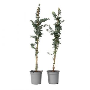 Eucalyptus Silver Dollar x2 - Eucalyptus Rustique - Pot 19cm - Hauteur 100-110cm