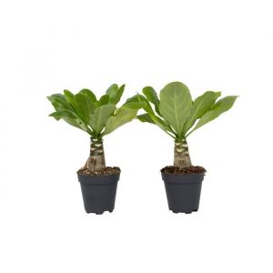Palmier hawaïen (x2), Brighamia 'Insignis', 25cm