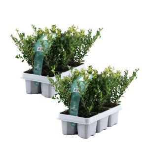 Houx crenelé - Set de 48 - Ilex crenata 'Jenny' - Hauteur 10-20cm - ¿9cm